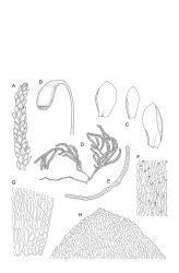 Fallaciella. A–H: F. gracilis. A, branch detail. B, capsule. C, three leaves. D, habit. E, cross-section of lower laminal cells including double costa. F, mid laminal cells. G, alar cells of branch leaf. H, leaf apex. Drawn from B.H. Macmillan 68/65, CHR 163380.
 Image: R.C. Wagstaff © 2003 British Bryological Society. Reprinted by permission of Informa UK Limited, trading Taylor & Francis Group, https://www.tandfonline.com on behalf of British Bryological Society. Reprinted by permission of Informa UK Limited, trading Taylor & Francis Group, https://www.tandfonline.com on behalf of British Bryological Society.